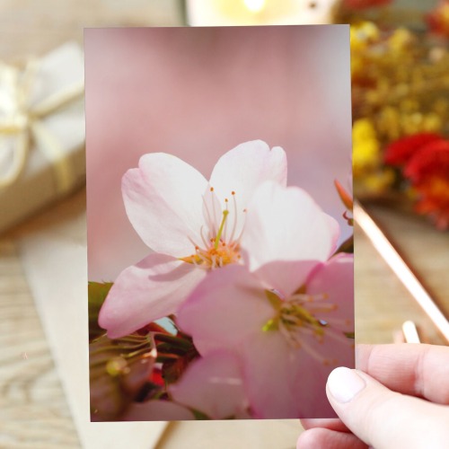 Sunlit petals of a small sakura cherry flower. Greeting Card 4"x6"
