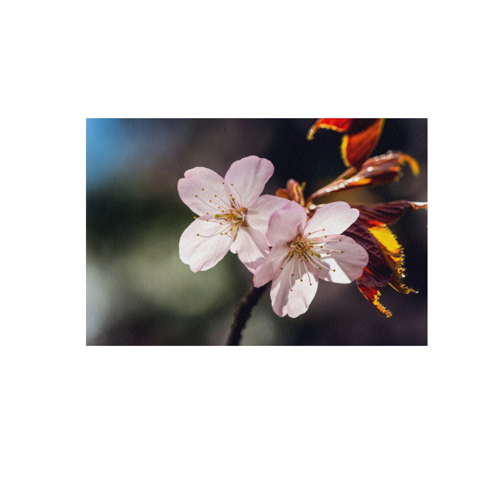 Two beautiful sakura Japanese cherry blossoms. Frame Canvas Print 48"x32"