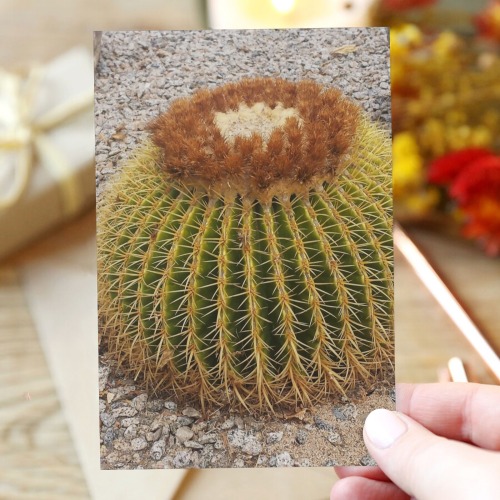 Barrel Cactus Greeting Card 4"x6"