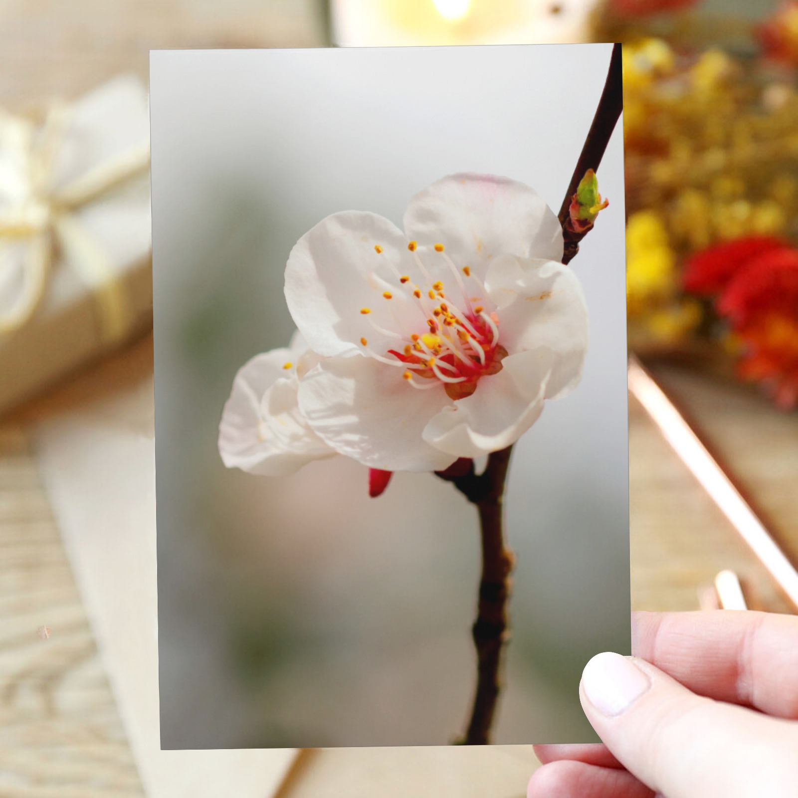 Proud white Japanese apricot flower in spring. Greeting Card 4"x6"