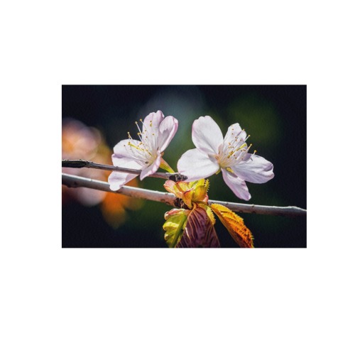 Slender sakura flowers. Sunlight and shadows. Frame Canvas Print 48"x32"