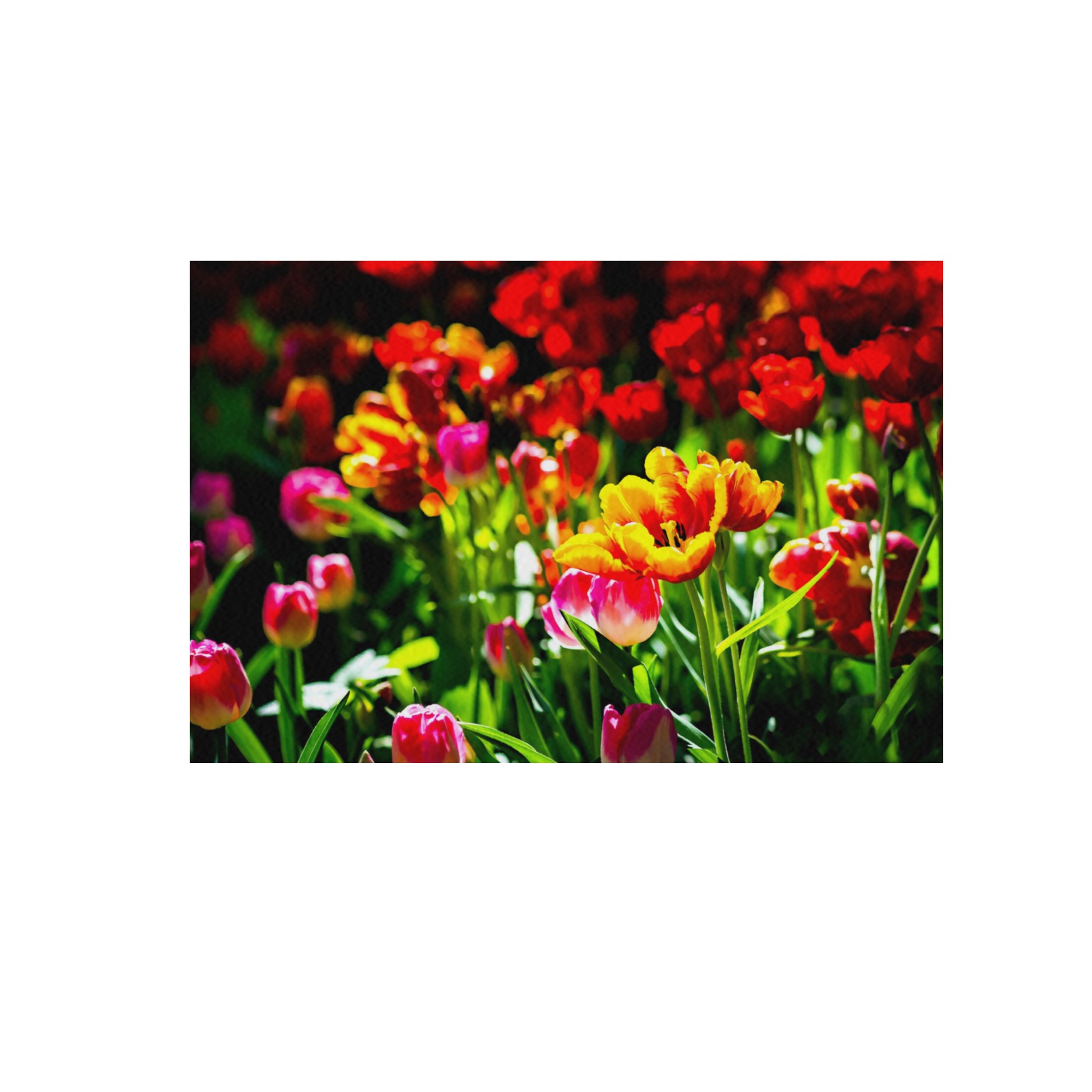 Colorful tulip flowers chic spring floral beauty Frame Canvas Print 48"x32"
