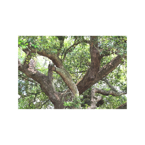 Oak Tree In The Park 7659 Stinson Park Jacksonville Florida Placemat 12’’ x 18’’ (Set of 2)