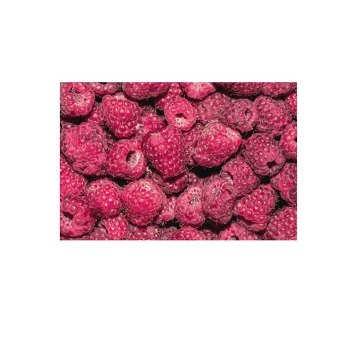 Red raspberry berries. Fresh yummy summer fruits. Frame Canvas Print 48"x32"