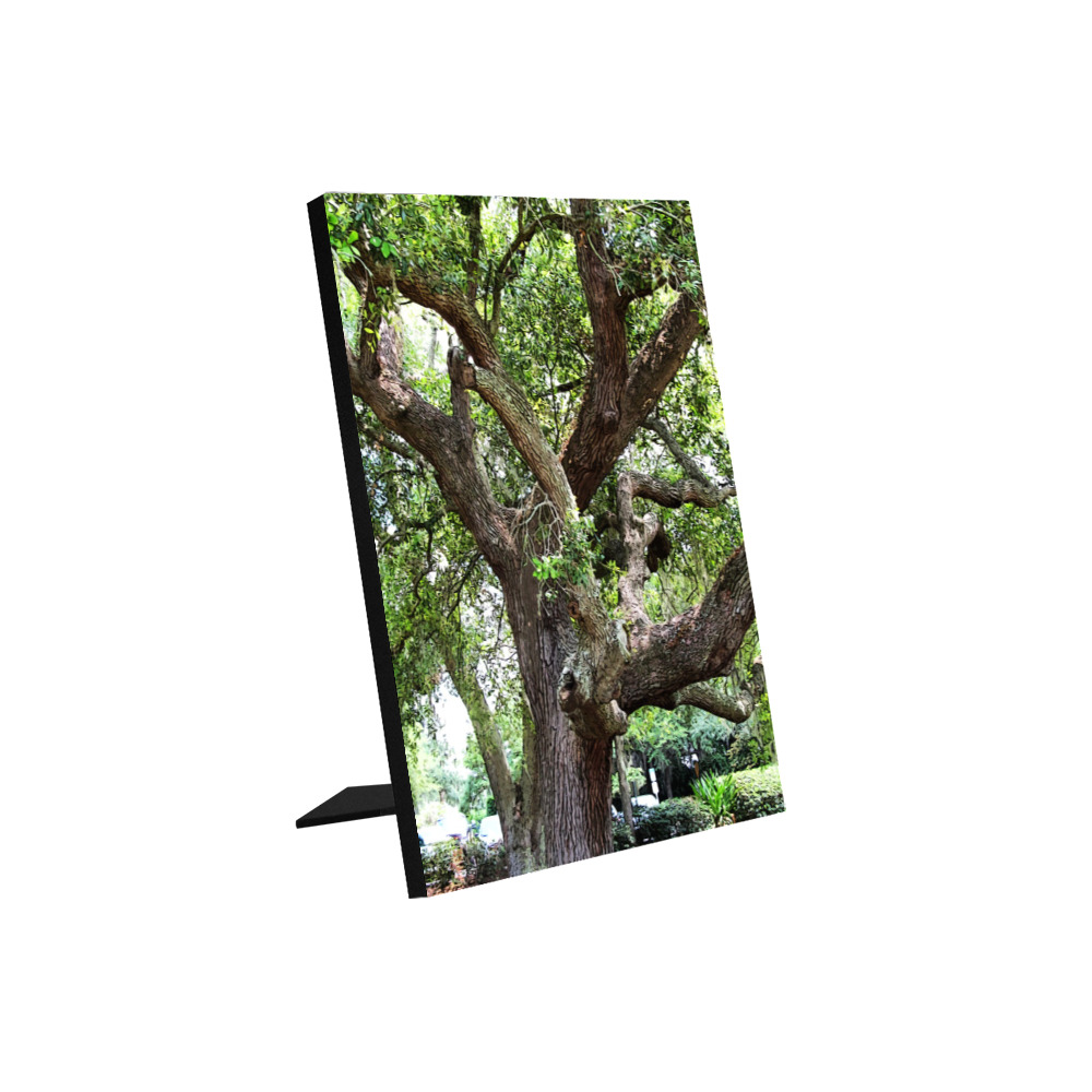 Oak Tree In The Park 7659 Stinson Park Jacksonville Florida Photo Panel for Tabletop Display 6"x8"