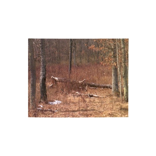 Falling tree in the woods Photo Panel for Tabletop Display 8"x6"