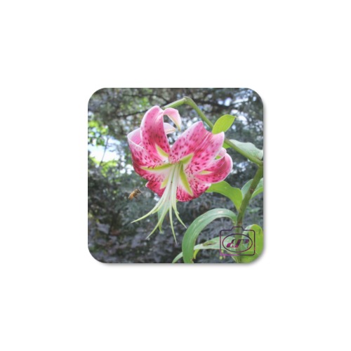 Lily & Bee