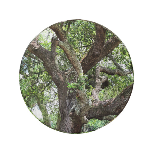 Oak Tree In The Park 7659 Stinson Park Jacksonville Florida 34 Inch Spare Tire Cover