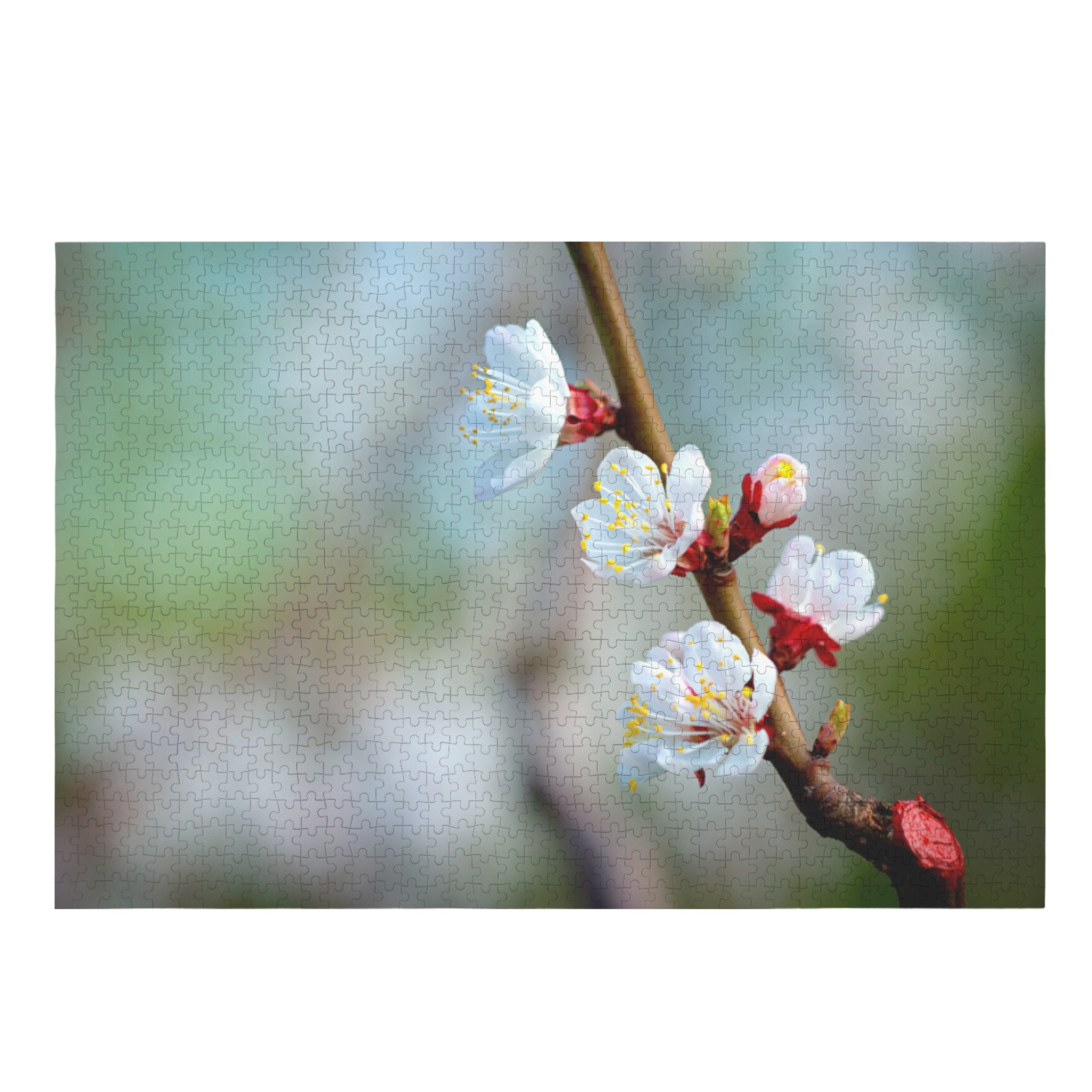 Stunning beauty of white Japanese apricot flowers. 1000-Piece Wooden Jigsaw Puzzle (Horizontal)