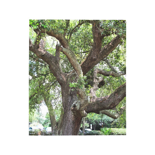 Oak Tree In The Park 7659 Stinson Park Jacksonville Florida Quilt 50"x60"
