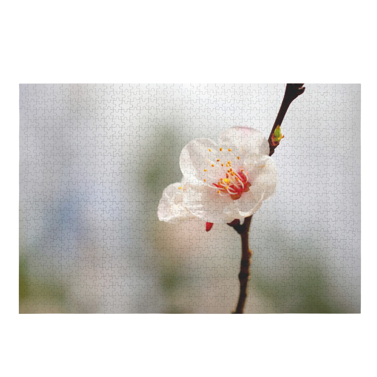 Proud white Japanese apricot flower in spring. 1000-Piece Wooden Jigsaw Puzzle (Horizontal)