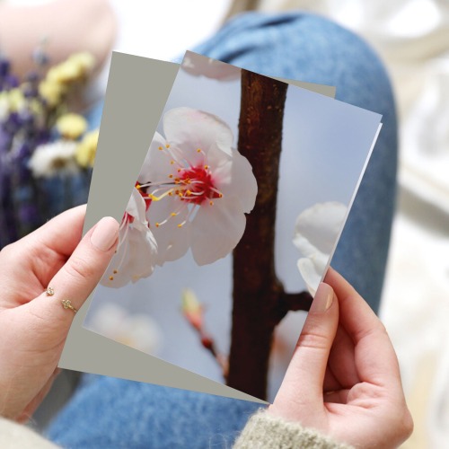 Purity and tenderness of Japanese apticot flowers.