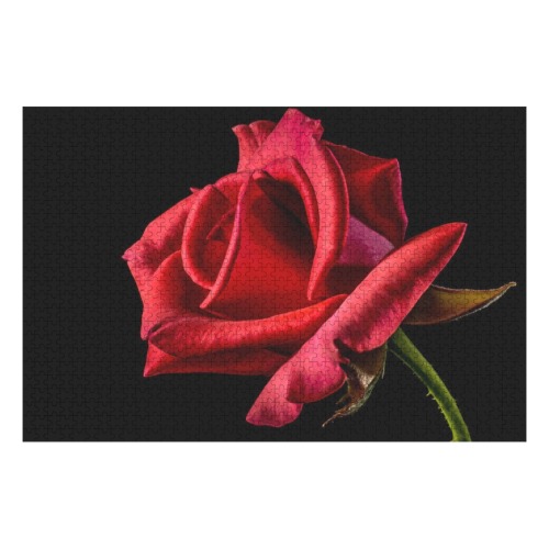 Beautiful Bright Red Rose Closeup