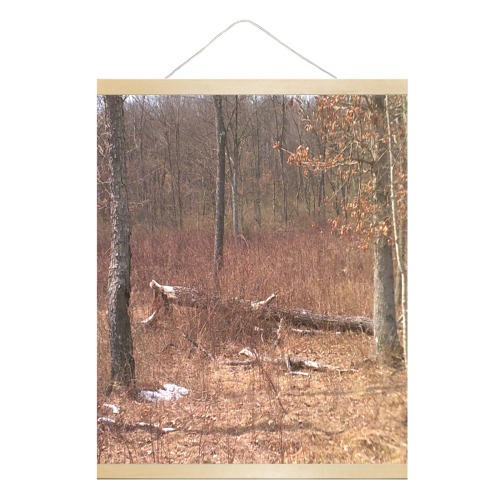 Falling tree in the woods Hanging Poster 16"x20"