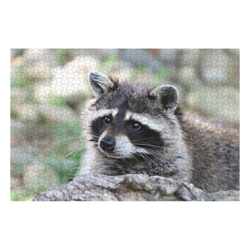 Beautiful Raccoon