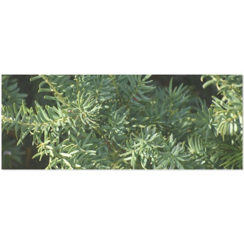 Pine forest