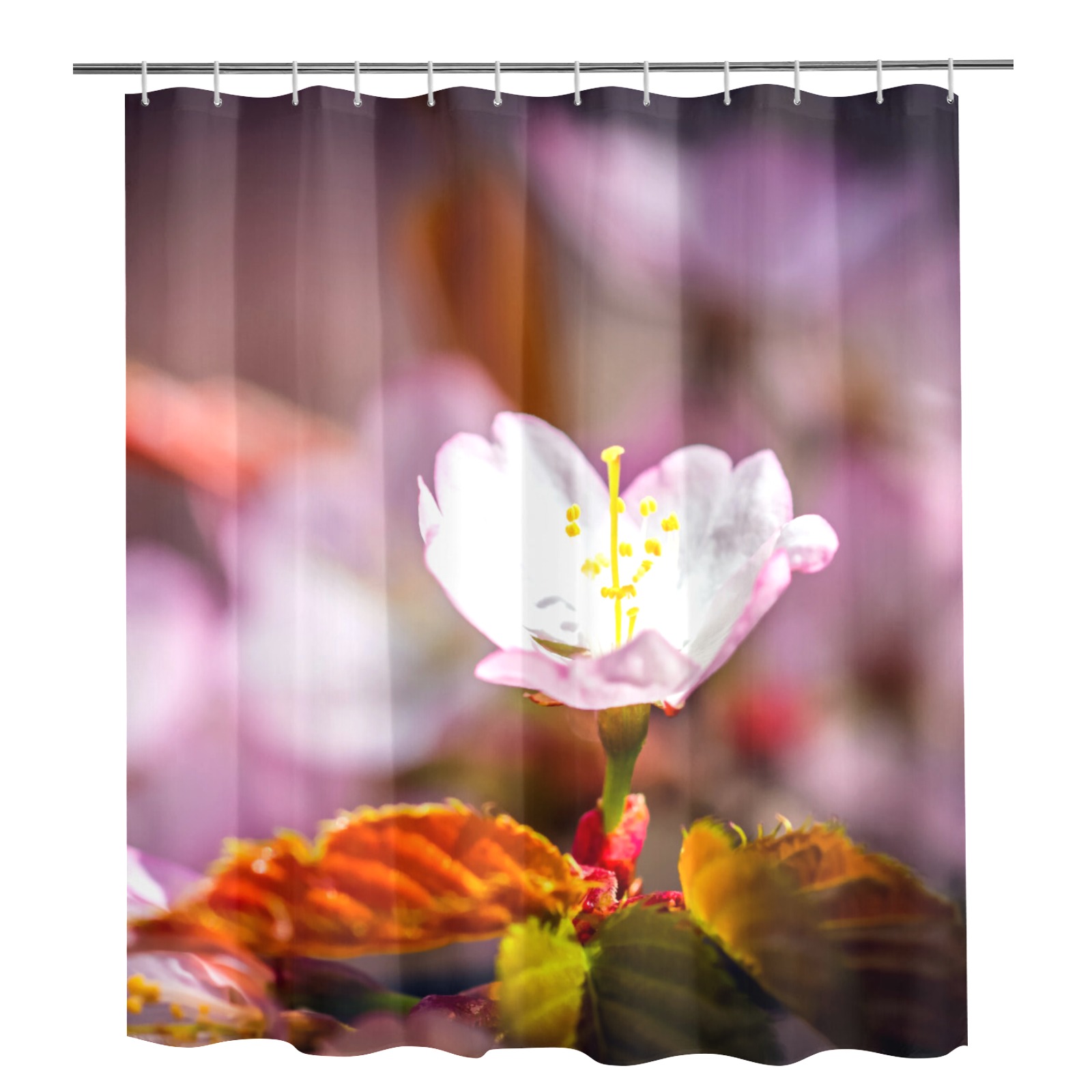 Sakura cherry flower enjoys sunshine in spring. Shower Curtain 72"x84"
