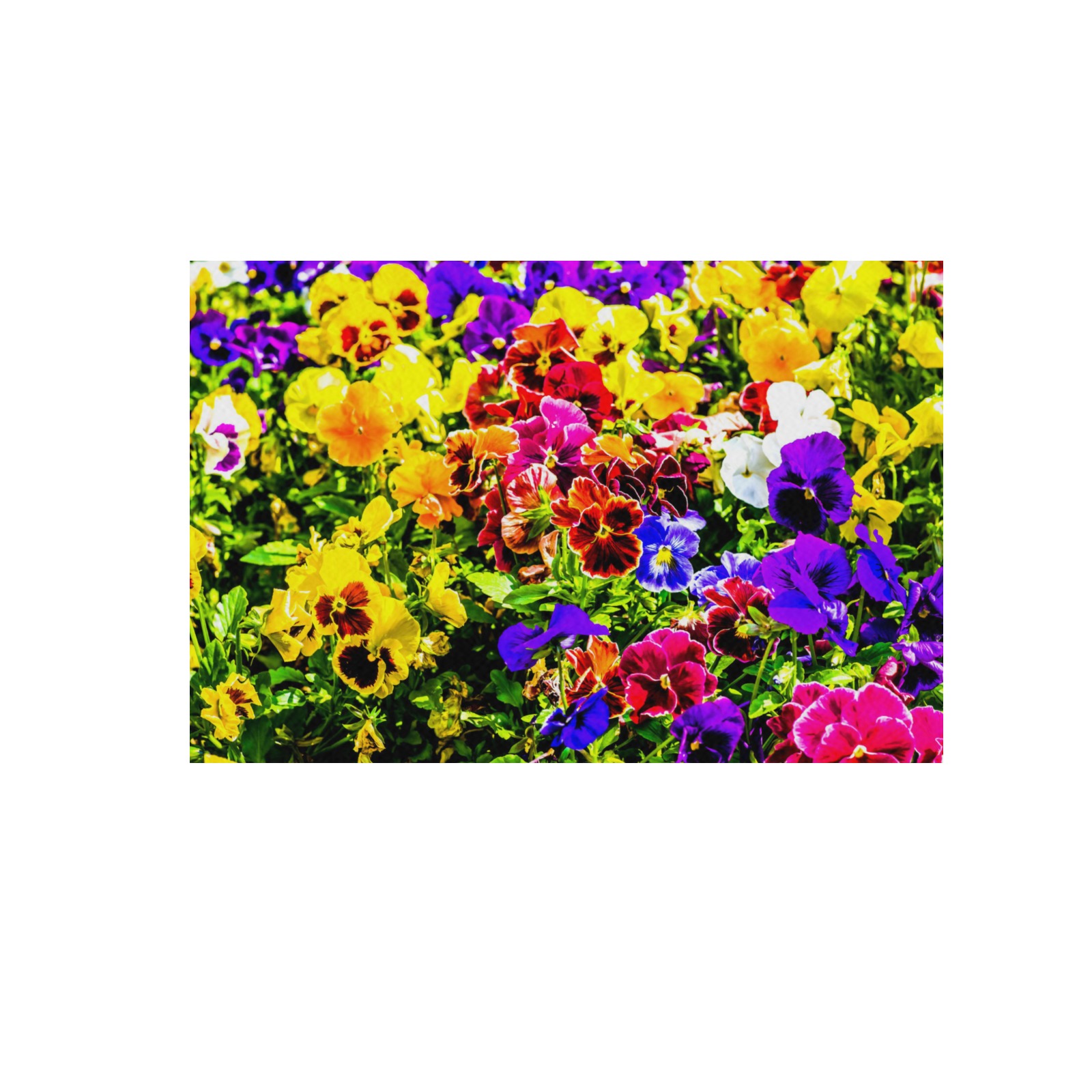 Viola Tricolor Flower colorful beautiful spring Frame Canvas Print 48"x32"