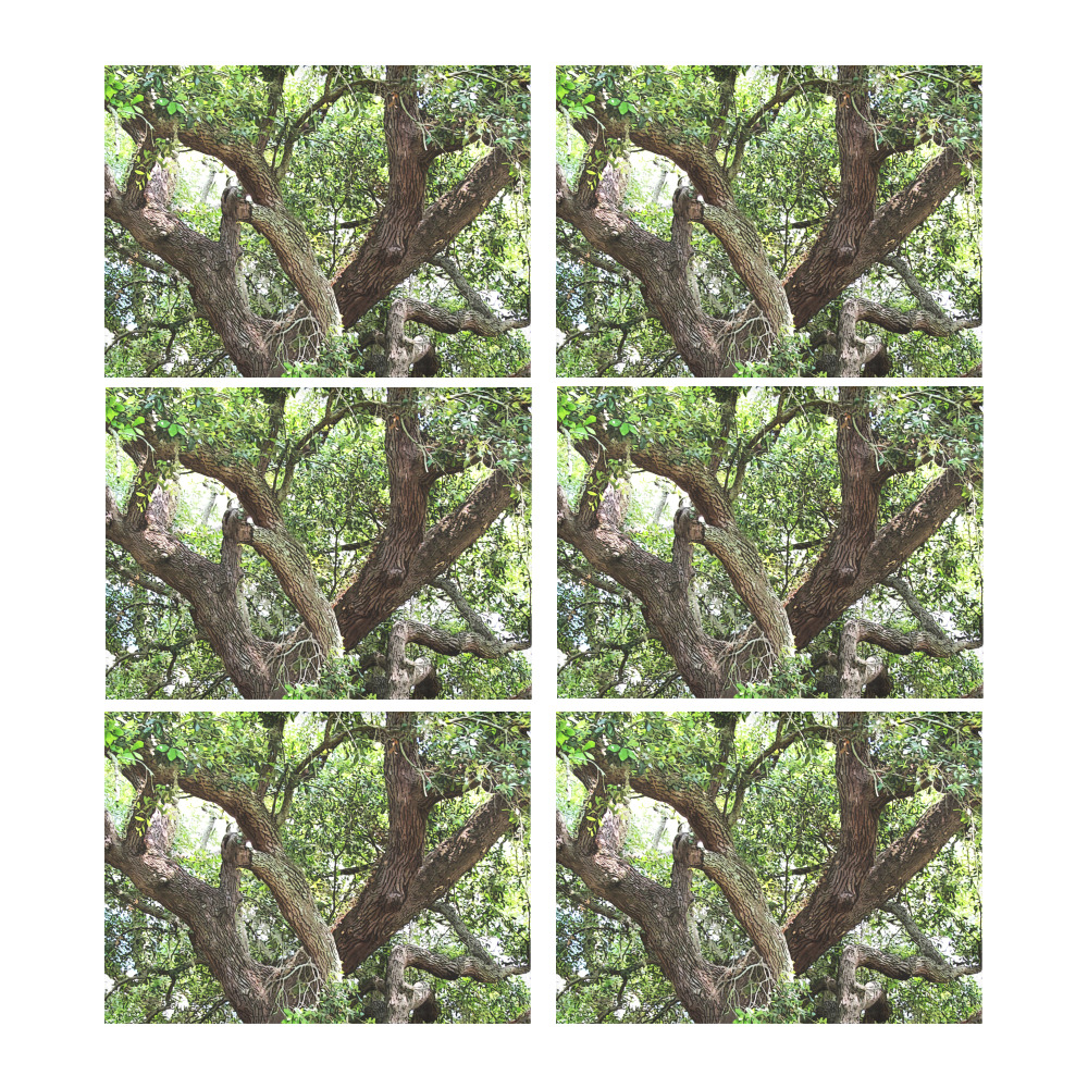 Oak Tree In The Park 7659 Stinson Park Jacksonville Florida Placemat 14’’ x 19’’ (Six Pieces)