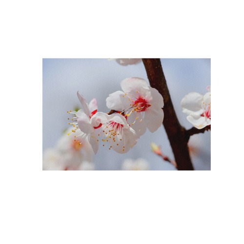Purity and tenderness of Japanese apticot flowers. Frame Canvas Print 48"x32"