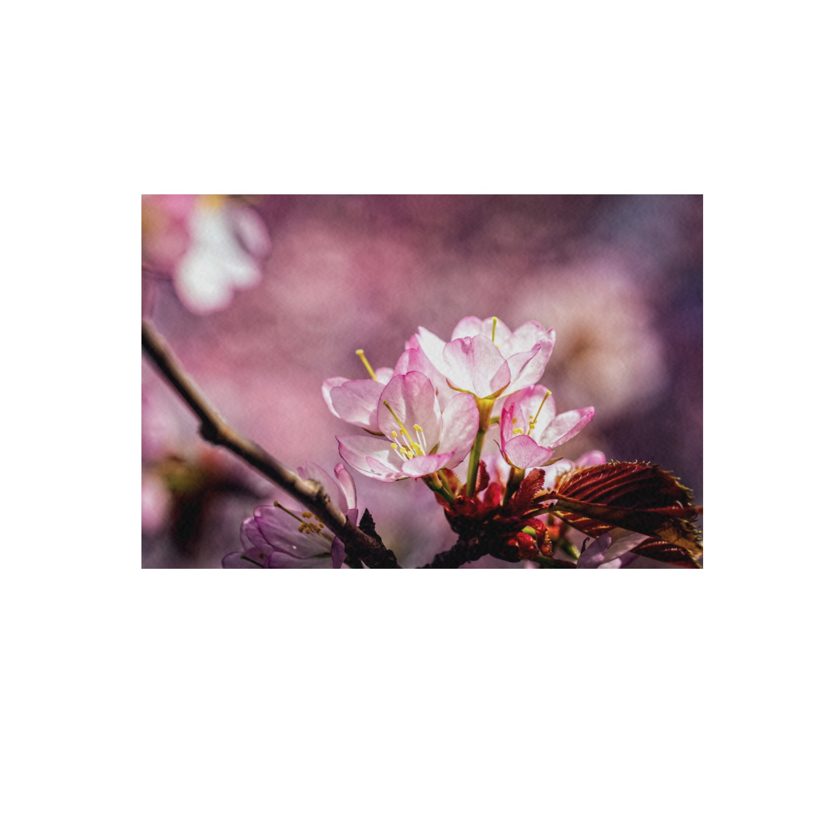 Charming pink sakura flowers. Light and shadows. Frame Canvas Print 48"x32"
