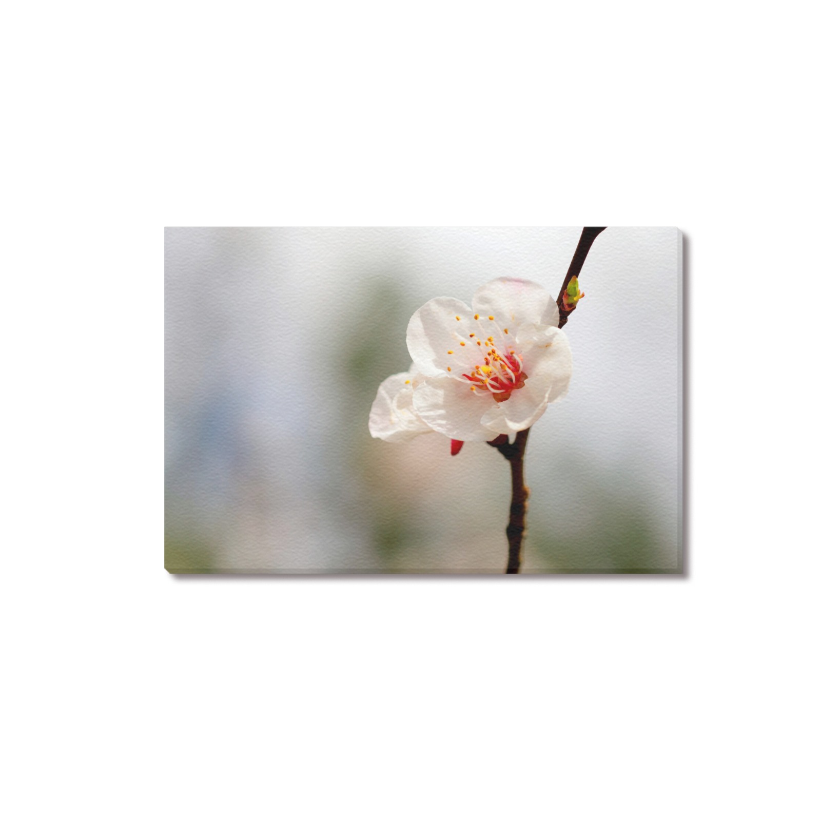Proud white Japanese apricot flower in spring. Upgraded Canvas Print 18"x12"