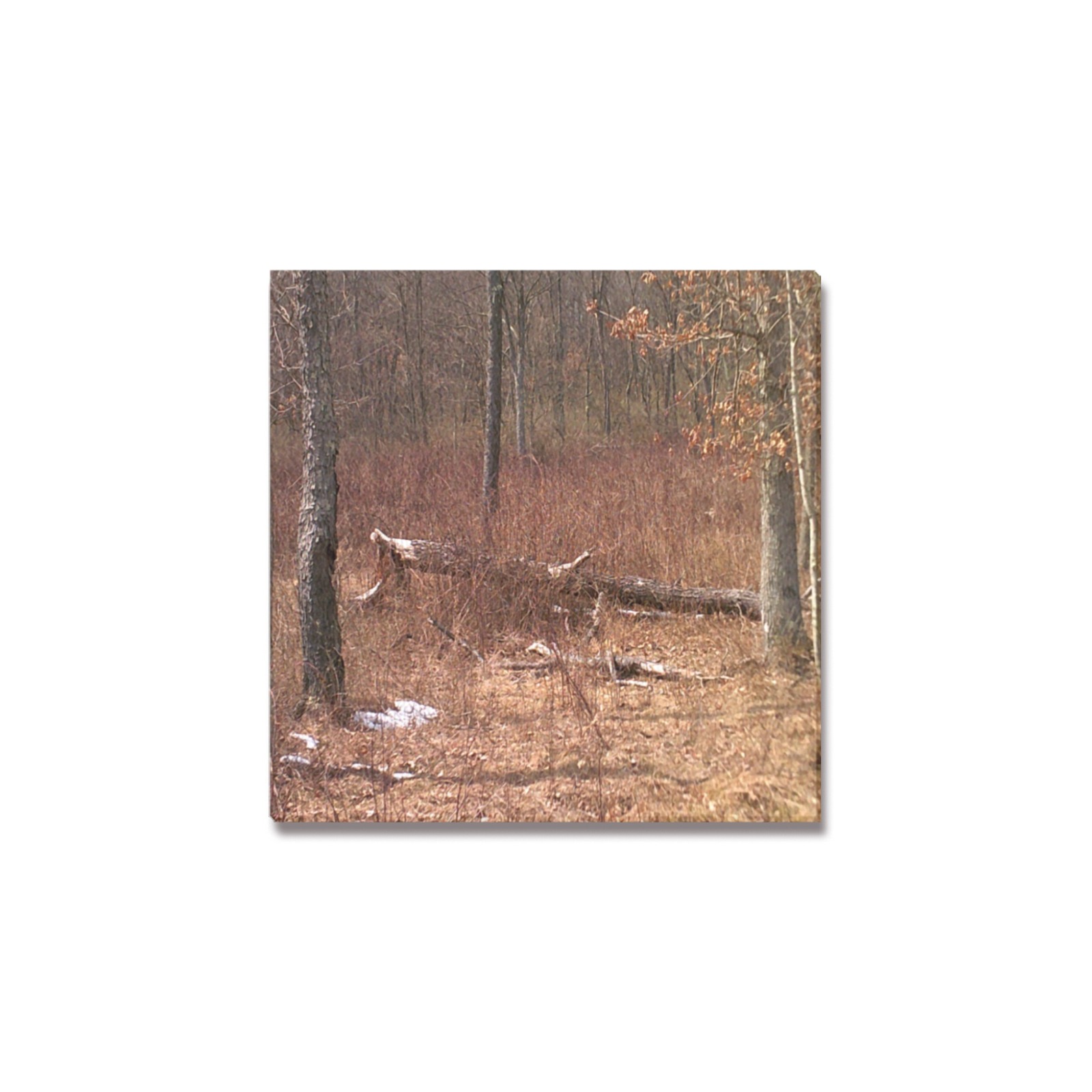 Falling tree in the woods Upgraded Canvas Print 12"x12"