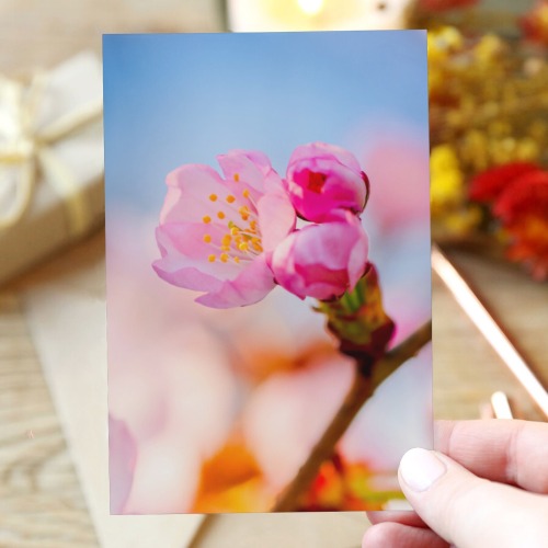 Sakura cherry flowers are ready to bloom. Greeting Card 4"x6"