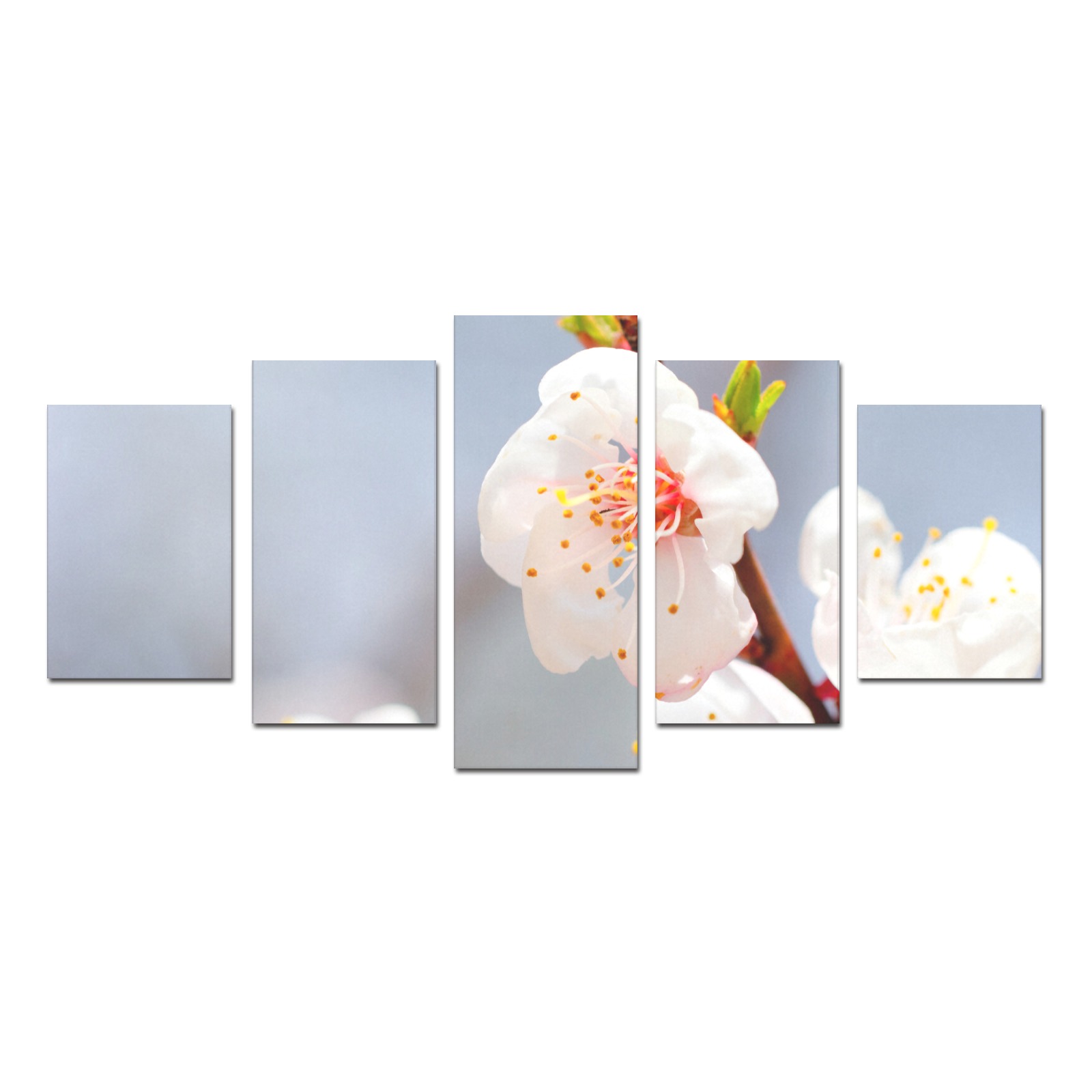 Magnificent Japanese apricot flowers on a tree. Canvas Print Sets D (No Frame)