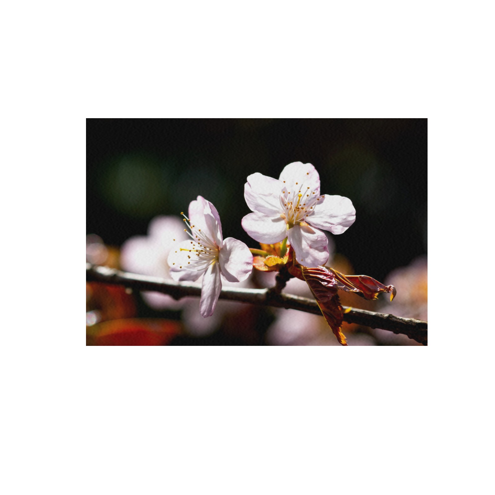 Sunlit sakura flowers. Play of light and shadows. Frame Canvas Print 48"x32"