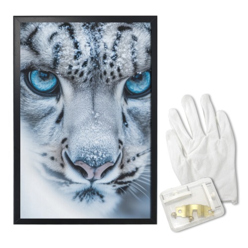 Snow Leopard Blue Eyes