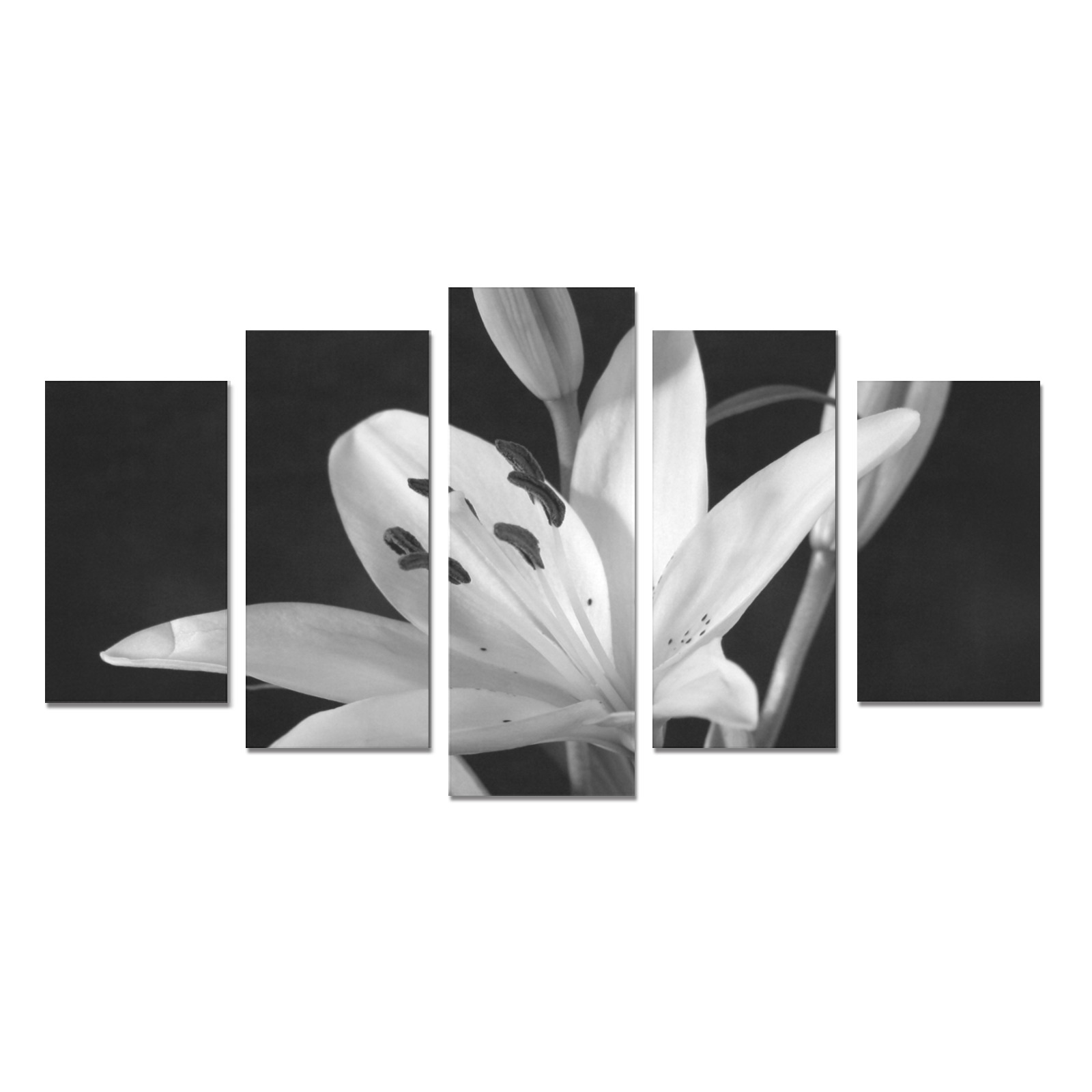 Black & White Single Lilly Photograph Canvas Print Sets A (No Frame)