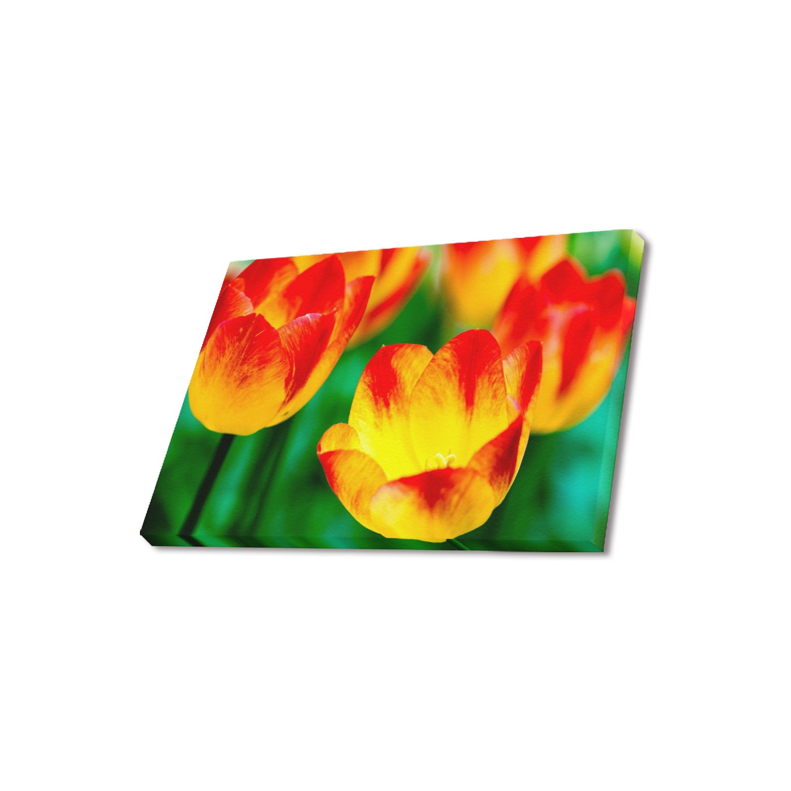 tulip flower flora red yellow green color spring Upgraded Canvas Print 18"x12"