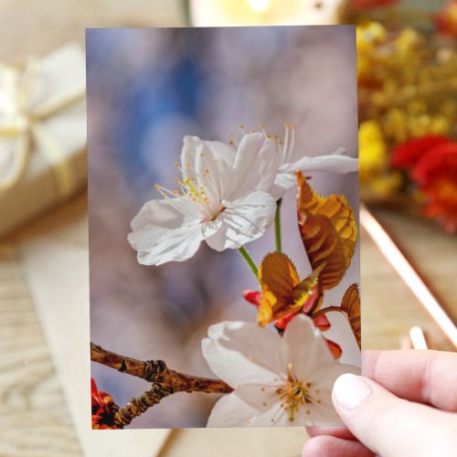 Cool white Japanese sakura flowers enjoy sunshine Greeting Card 4"x6"