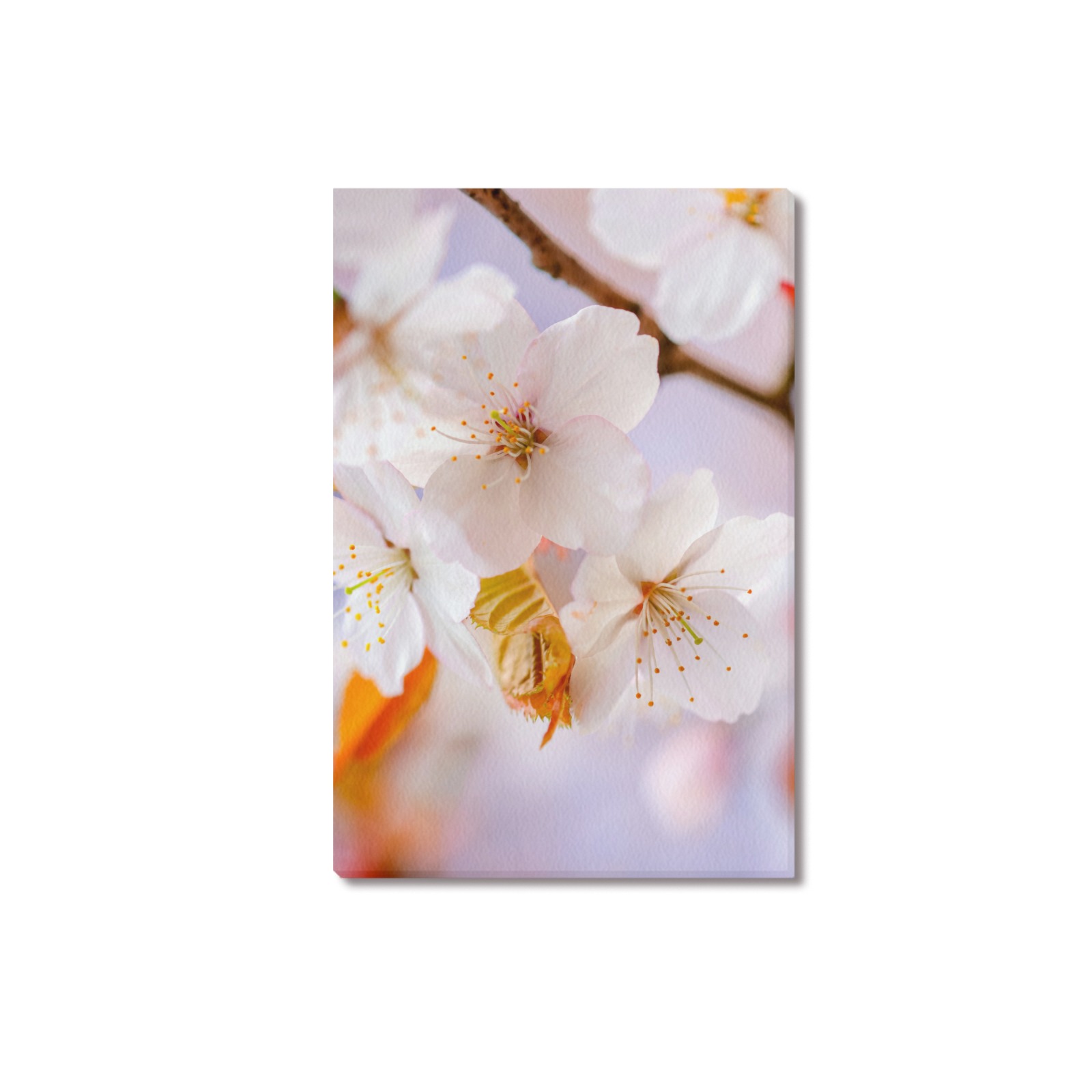 Awesome and chic sakura cherry flowers in spring. Upgraded Canvas Print 18"x12"