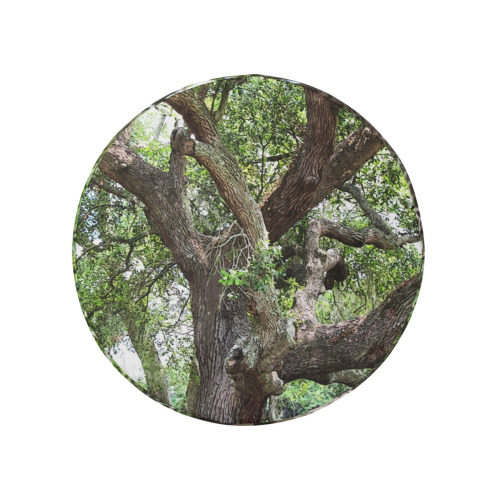Oak Tree In The Park 7659 Stinson Park Jacksonville Florida 32 Inch Spare Tire Cover