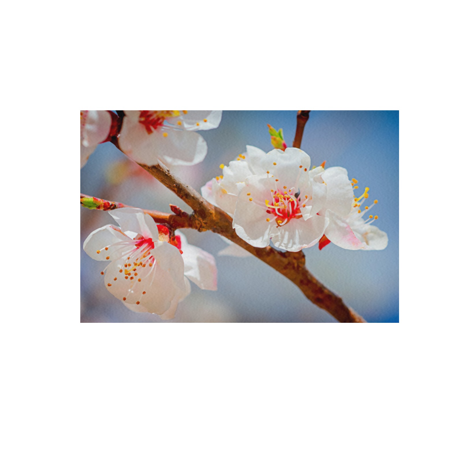 Japanese apricot flowers. Enjoy Hanami season. Frame Canvas Print 48"x32"