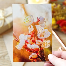 Japanese apricot flowers in the light of sunset. Greeting Card 4"x6"