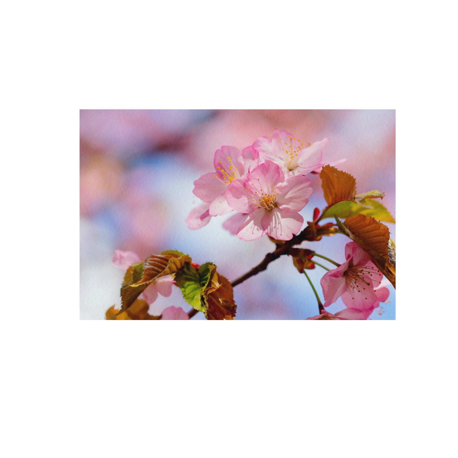 Beauty, love, wisdom of sakura cherry flowers. Frame Canvas Print 48"x32"