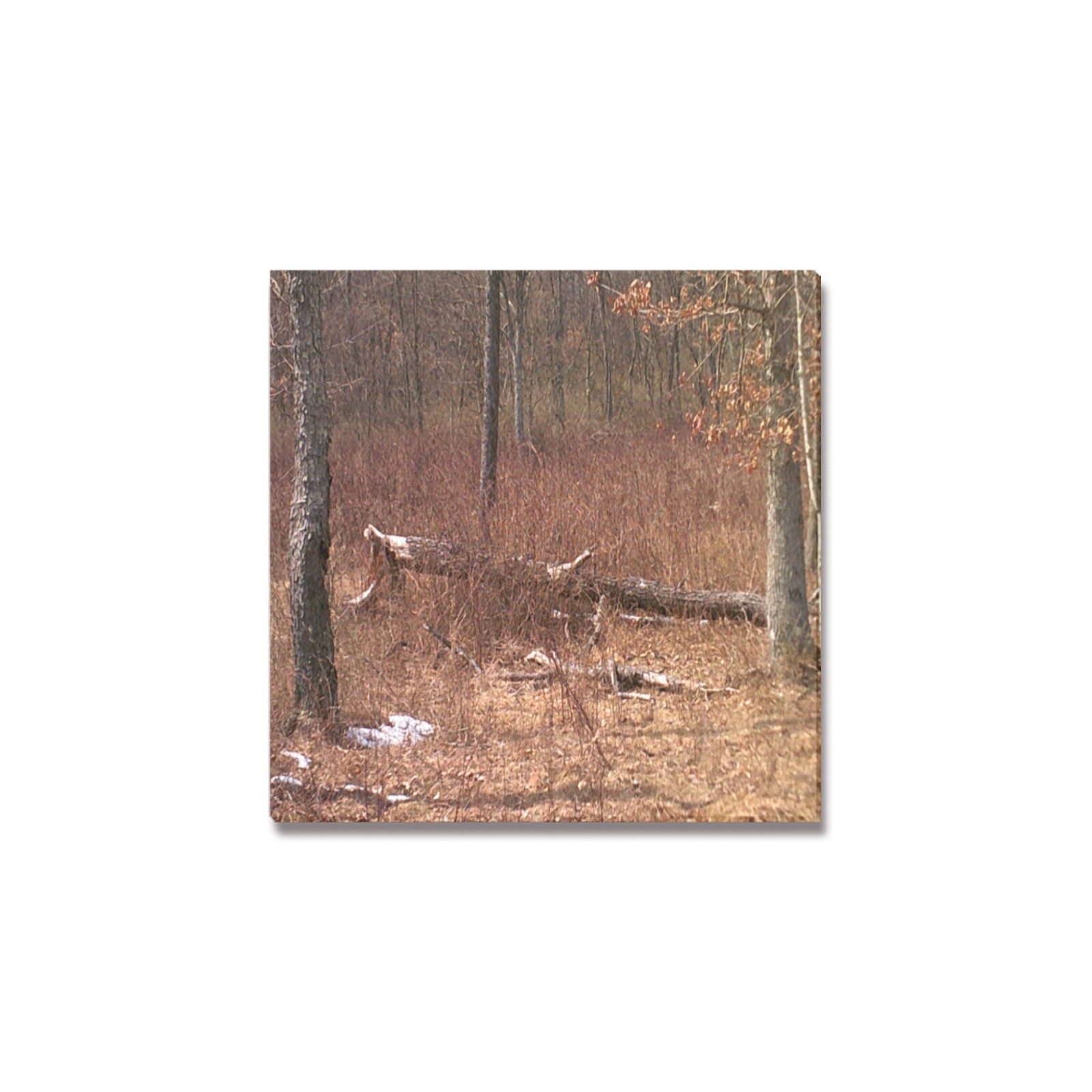 Falling tree in the woods Upgraded Canvas Print 6"x6"