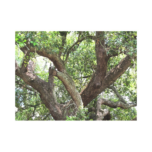Oak Tree In The Park 7659 Stinson Park Jacksonville Florida Placemat 14’’ x 19’’ (Six Pieces)