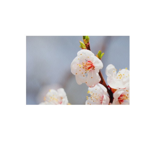 Magnificent Japanese apricot flowers on a tree. Frame Canvas Print 48"x32"
