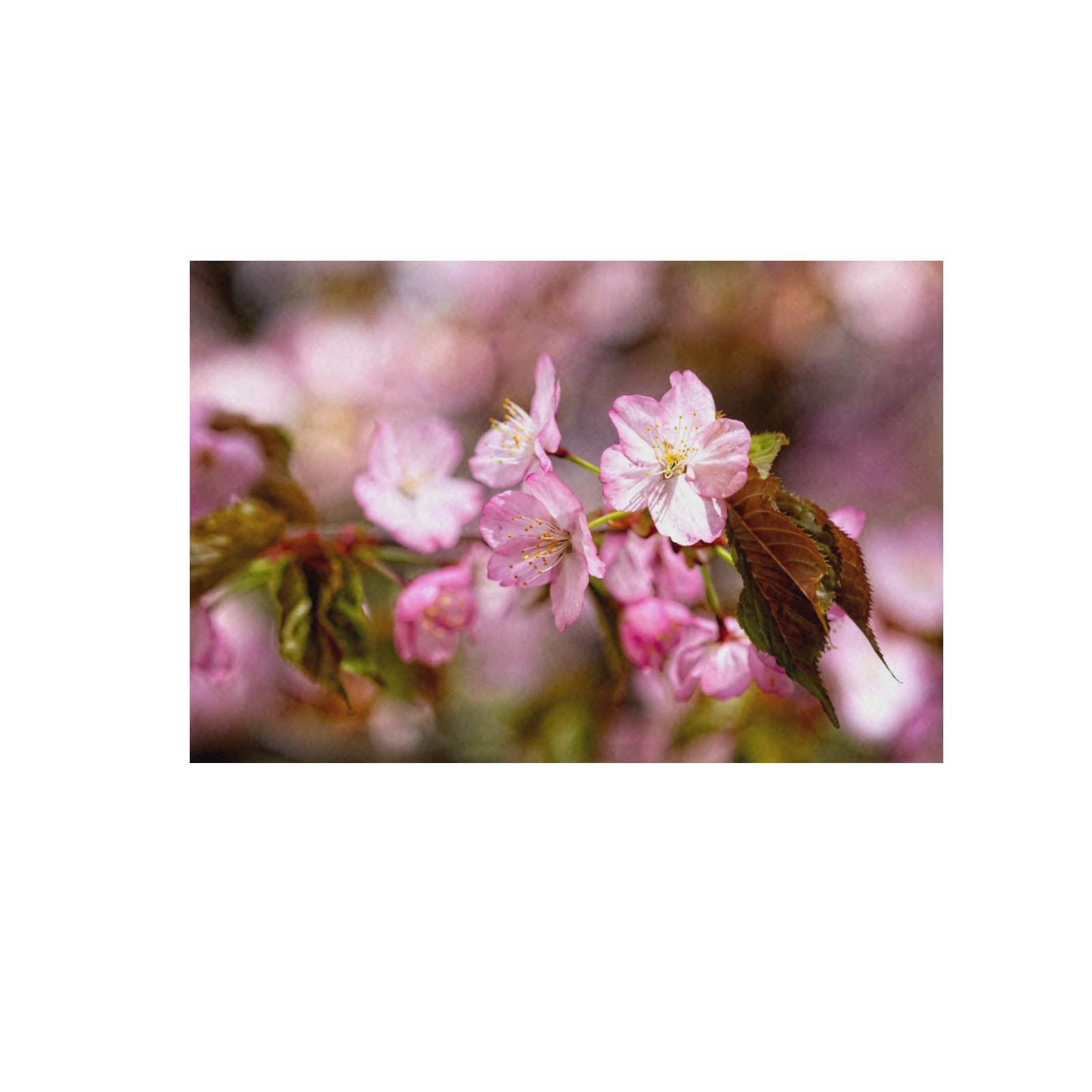 The festival of pink sakura cherry blossoms. Frame Canvas Print 48"x32"