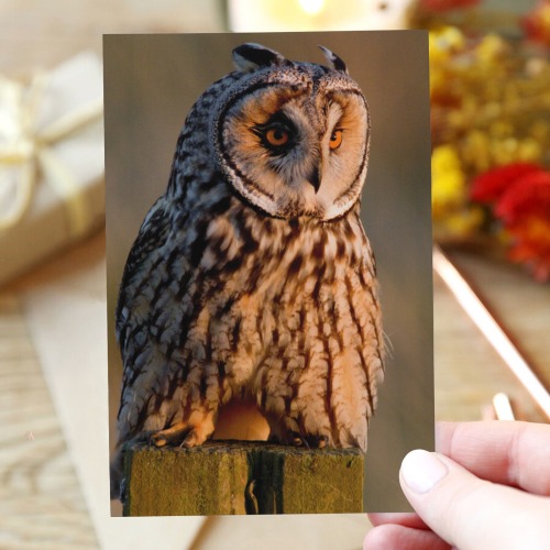 owl 3 Greeting Card 4"x6"