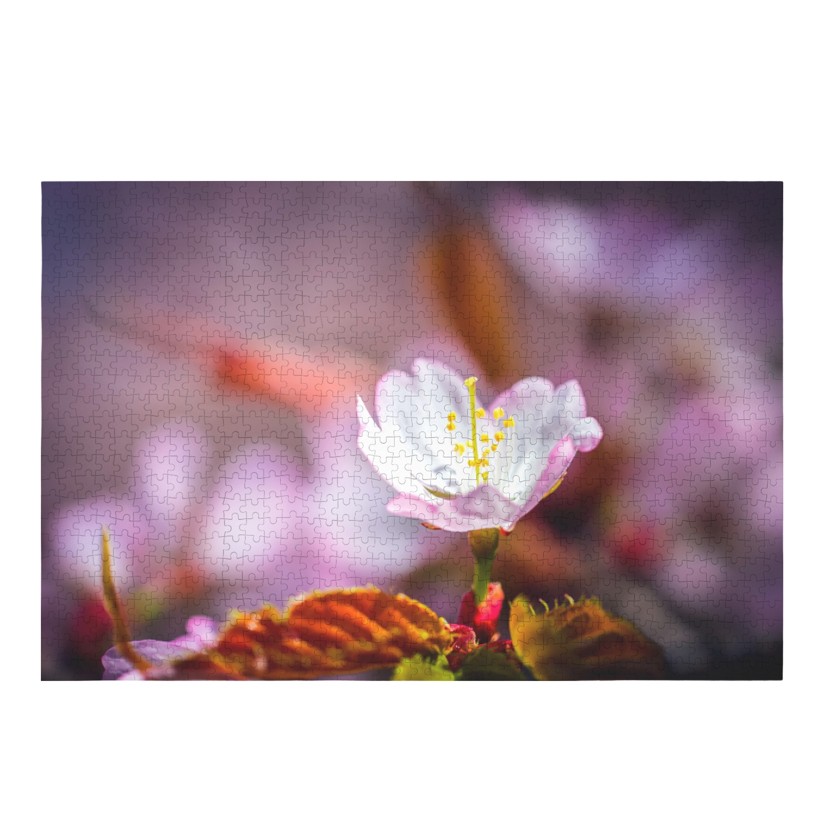 Single, elegant Sakura flowers blooming in spring. 1000-Piece Wooden Jigsaw Puzzle (Horizontal)