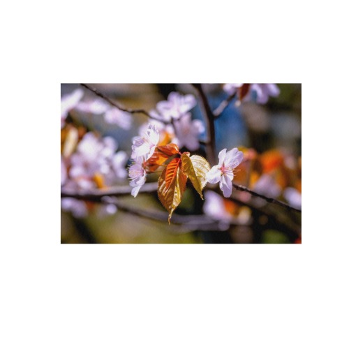 sakura tree flower flora spring blossom cherry Frame Canvas Print 48"x32"