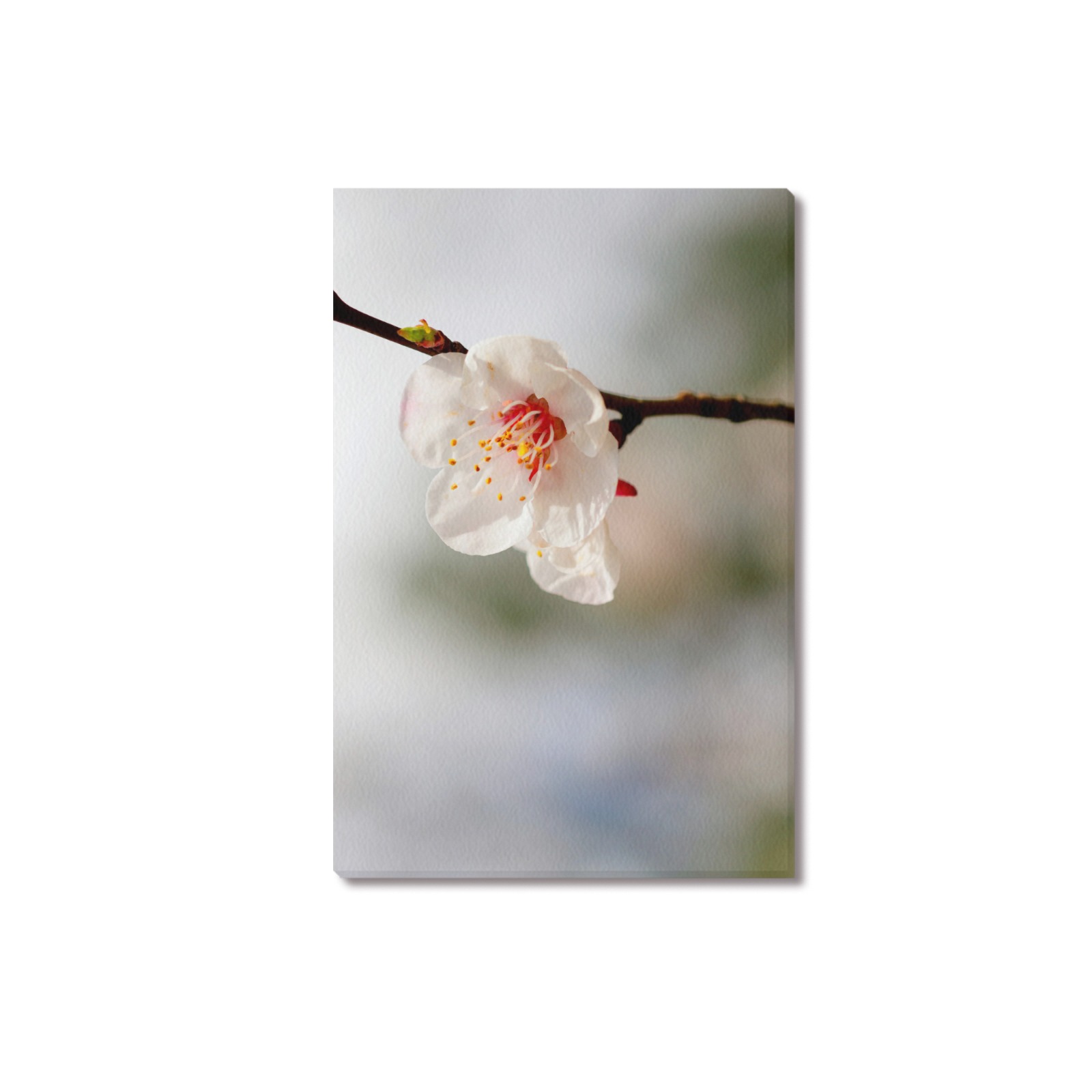 Proud white Japanese apricot flower in spring. Upgraded Canvas Print 18"x12"
