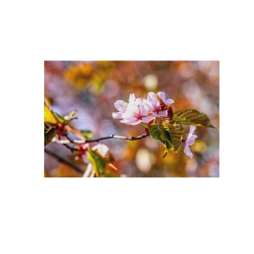 sakura cherry blossom flower spring flora pink Frame Canvas Print 48"x32"
