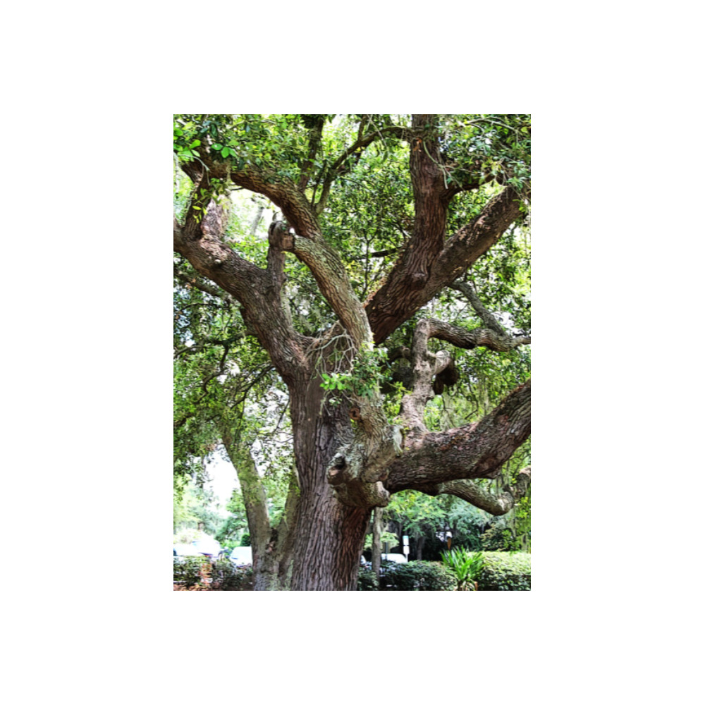 Oak Tree In The Park 7659 Stinson Park Jacksonville Florida Photo Panel for Tabletop Display 6"x8"