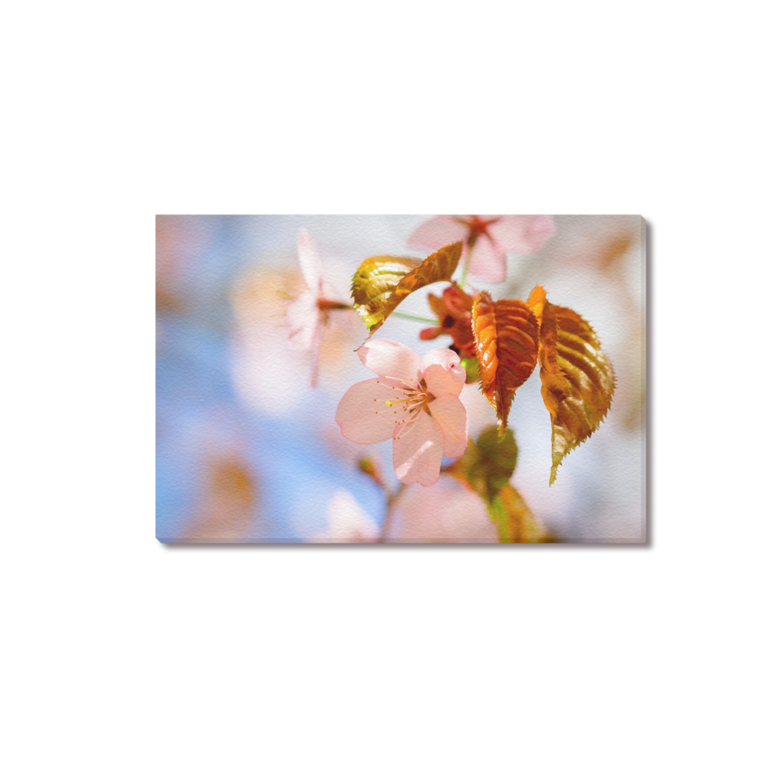 Orange leaves and pink petals of sakura cherry. Upgraded Canvas Print 18"x12"